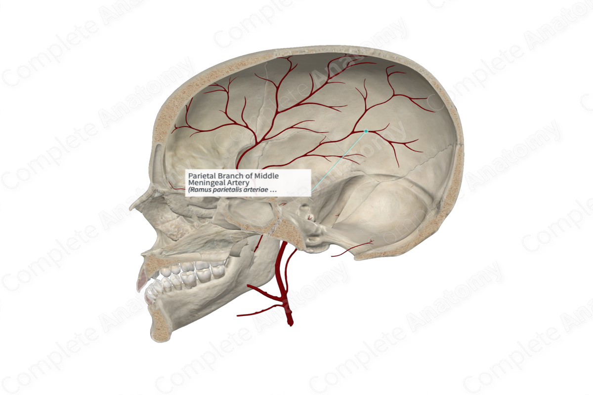 Parietal Branch of Middle Meningeal Artery 