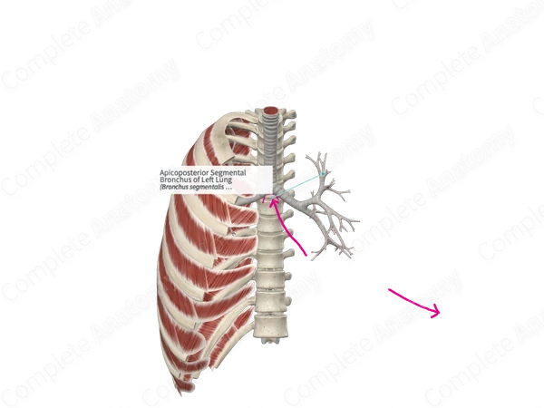 Apicoposterior Segmental Bronchus of Left Lung