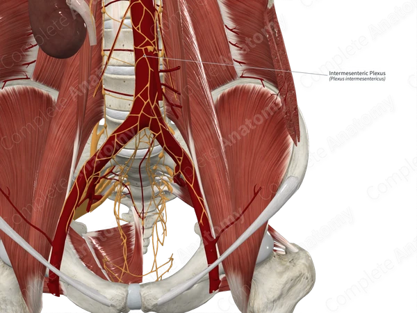 Intermesenteric Plexus