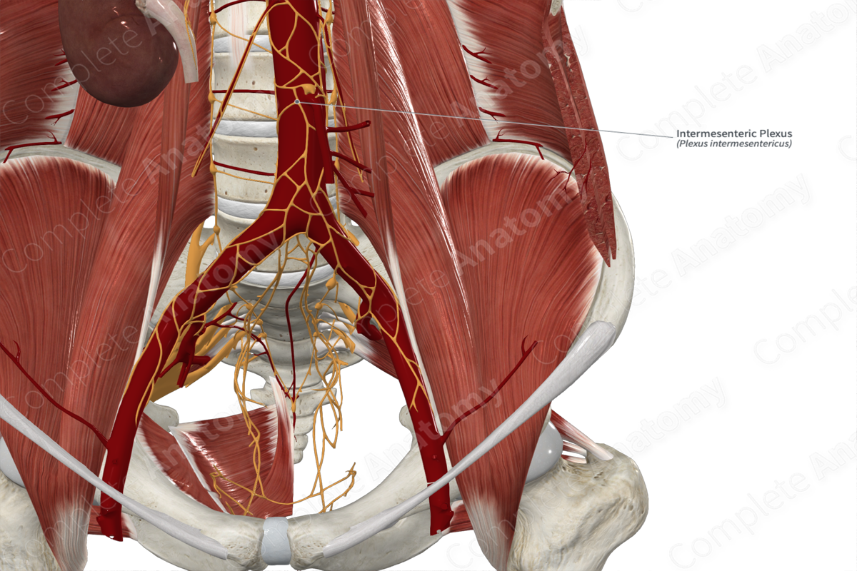 Intermesenteric Plexus