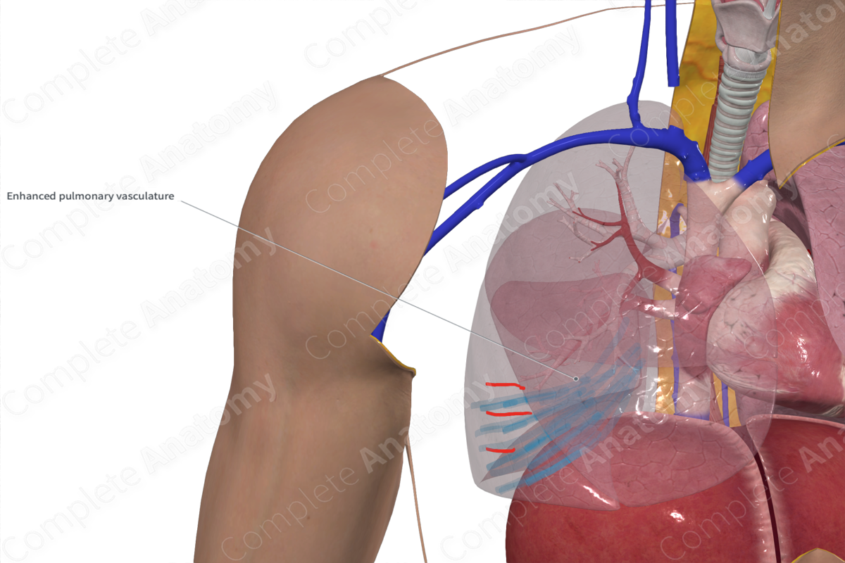 Middle Lobe of Right Lung