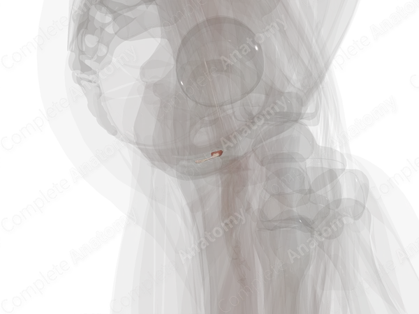 Male External Urethral Sphincter