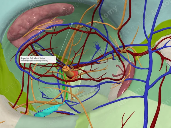 Superior Palpebral Veins 