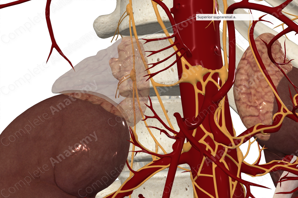 Superior Suprarenal Arteries 