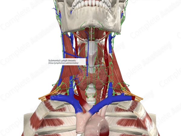 Submental Lymph Vessels