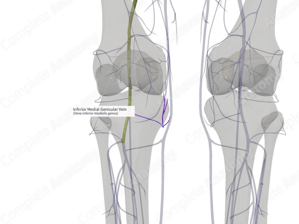 Inferior Medial Genicular Vein (Right)