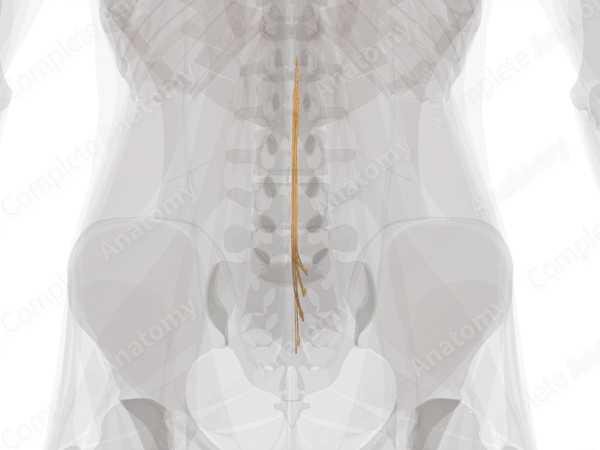 S Pro Pinical Rots Sacral Spinal Roots & Ganglia (Left) | Complete Anatomy