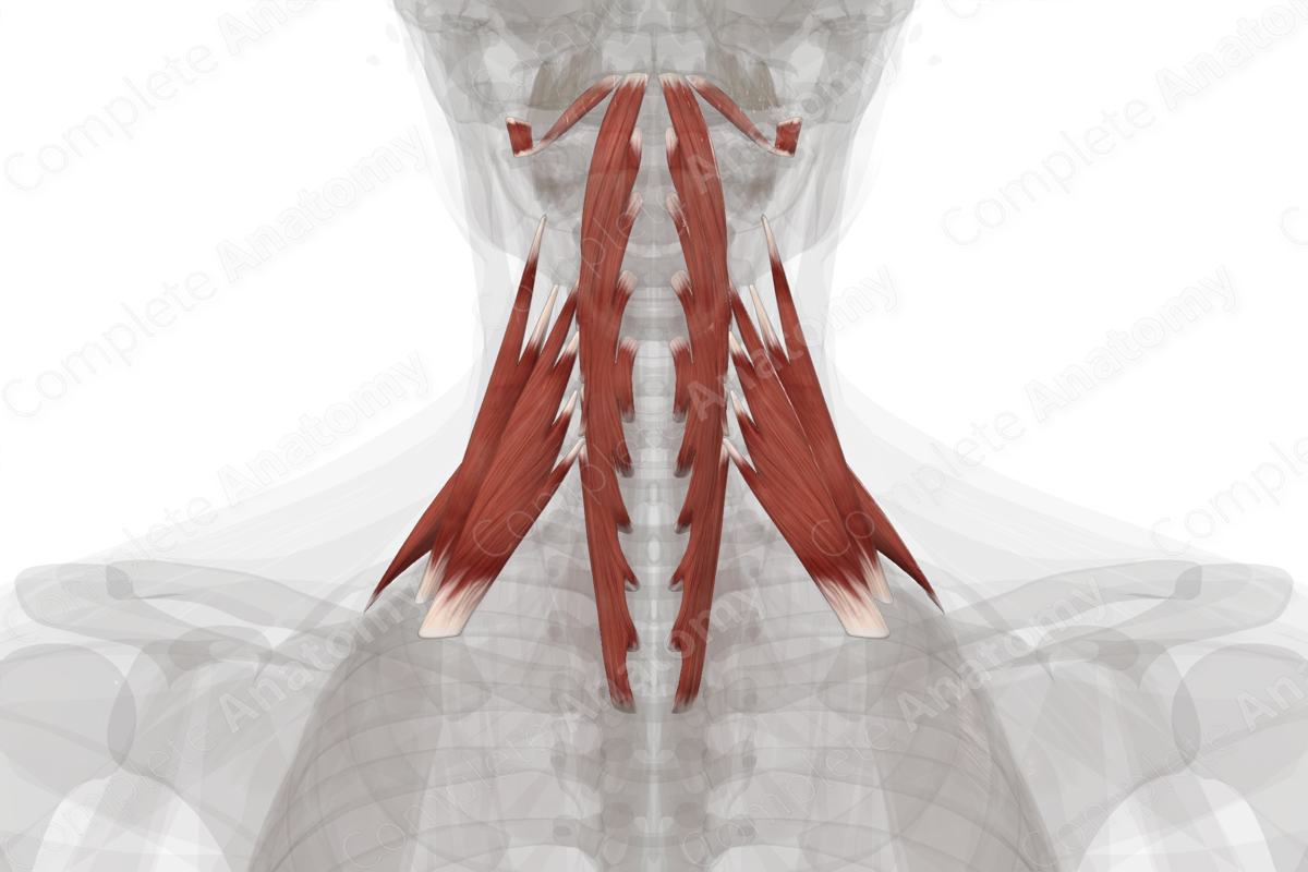 Anterior & Lateral Vertebral Muscles