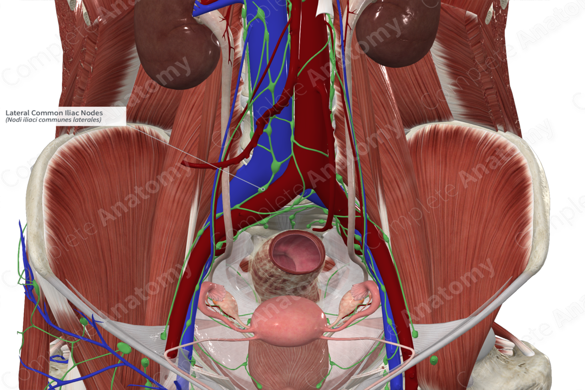 Lateral Common Iliac Nodes 