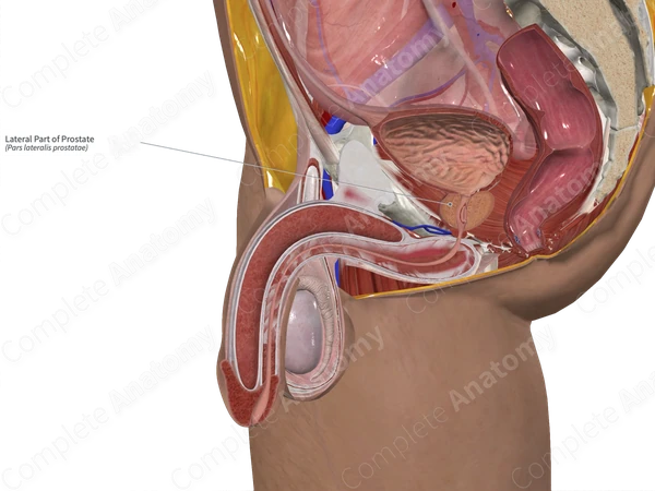 Lateral Part of Prostate 
