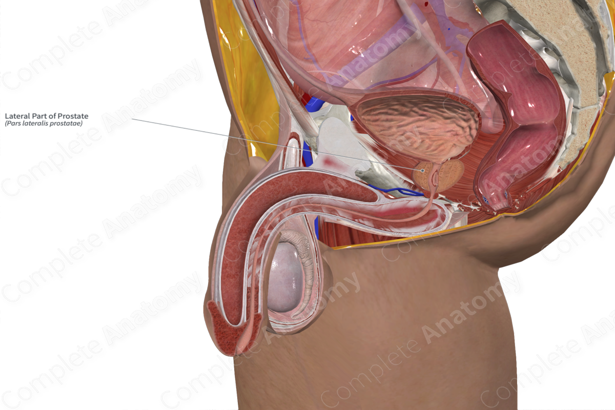 Lateral Part of Prostate 