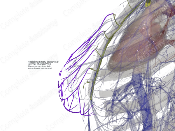 Medial Mammary Branches of Internal Thoracic Vein (Right)