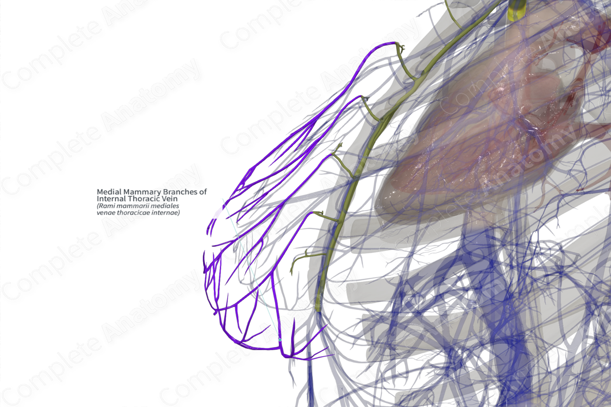 Medial Mammary Branches of Internal Thoracic Vein (Right)