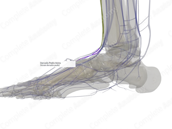 Dorsalis Pedis Veins (Left)