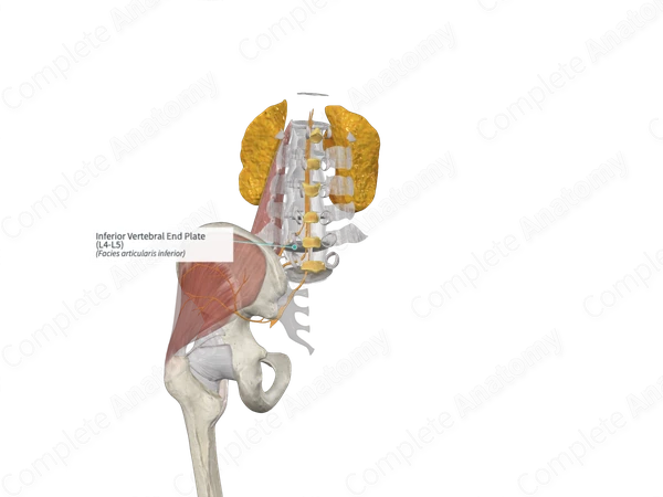Inferior Vertebral End Plate (L4-L5)