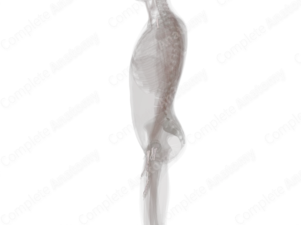 Tendon Sheaths of Upper Limb (Left)