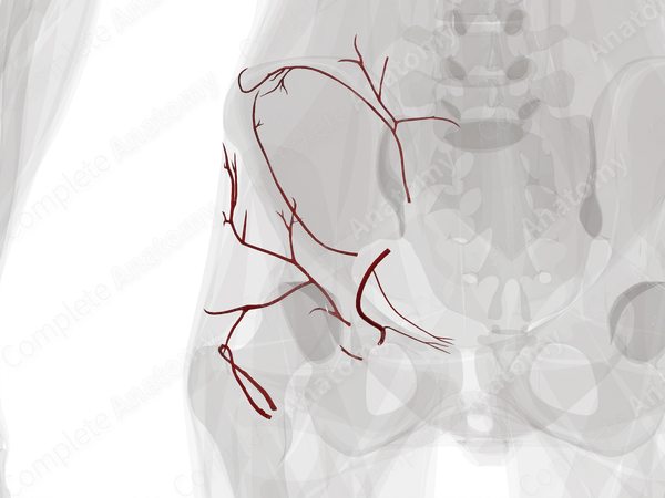 Arteries of Pelvic Girdle (Left)
