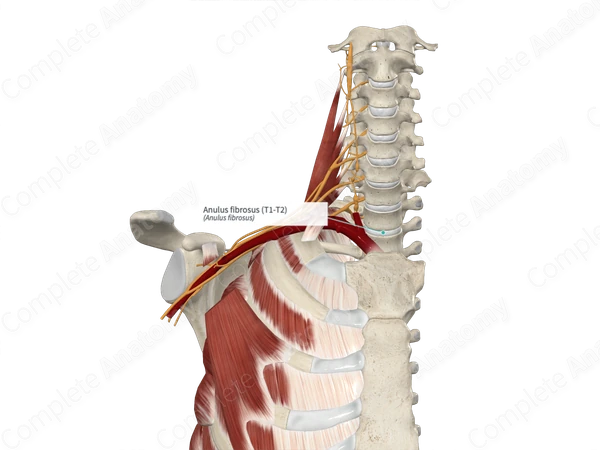Anulus fibrosus (T1-T2)