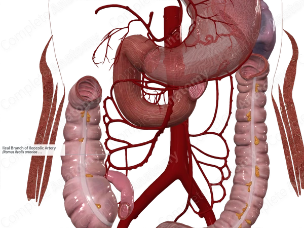Ileal Branch of Ileocolic Artery