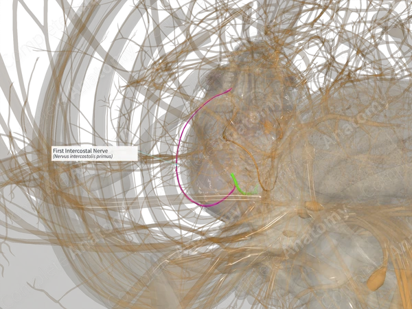 First Intercostal Nerve (Left)