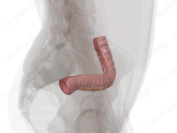 Sigmoid Colon