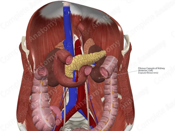 Fibrous Capsule of Kidney (Anterior; Left)