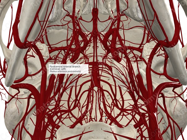 Postcentral Arterial Branch (Cervical; Left)