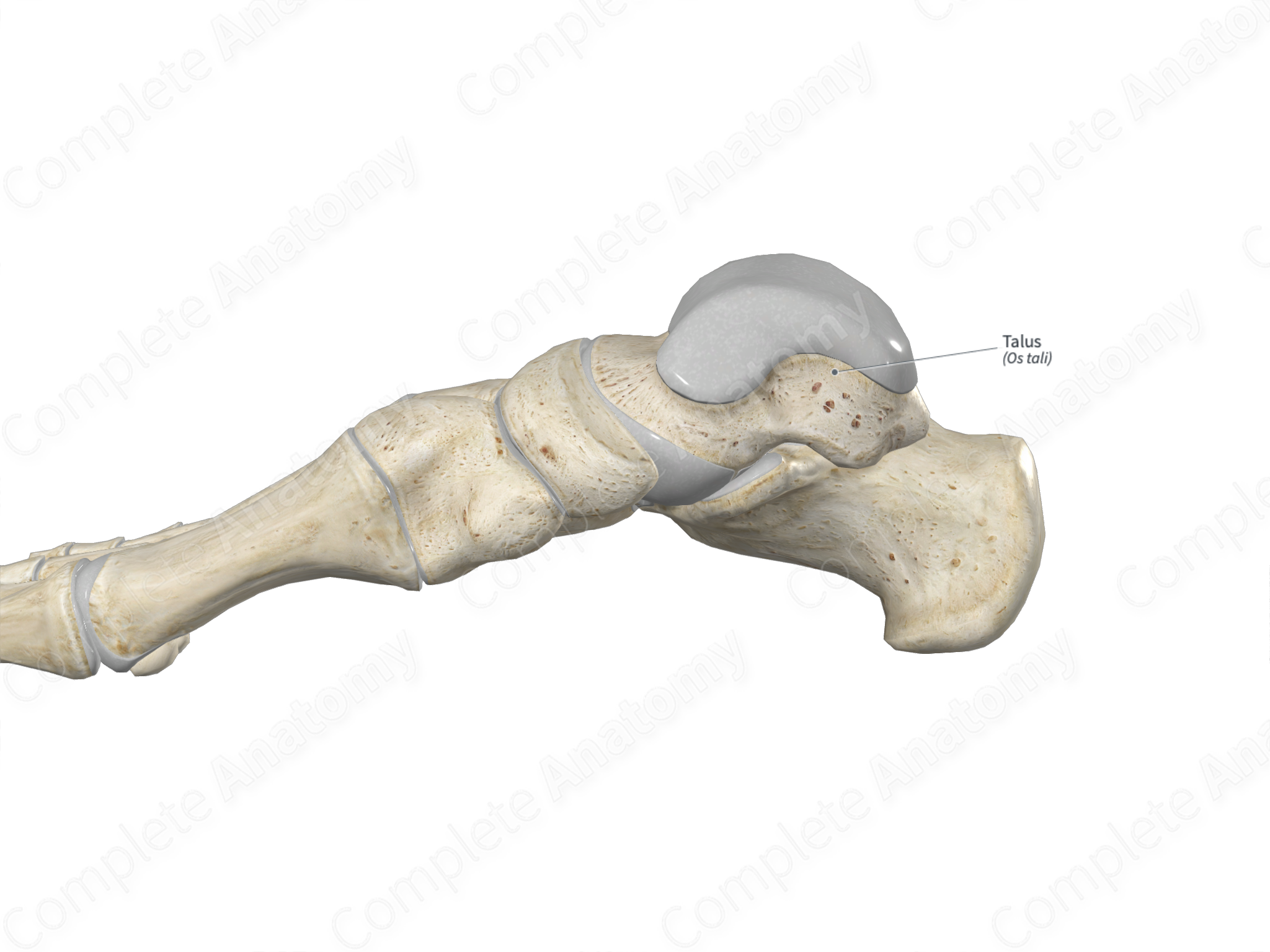 talus bone labeled