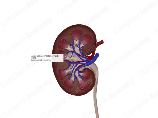 Major Calices (Posterior Part; Right)