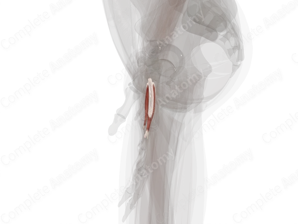 Palmar Interossei Muscles (Left)