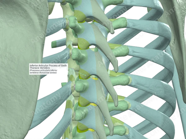 Inferior Articular Process of Sixth Thoracic Vertebra (Right)