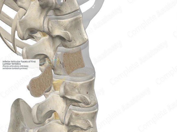 Inferior Articular Facets of First Lumbar Vertebra