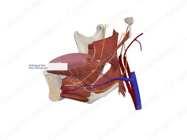 Sublingual Vein