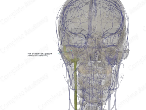 Vein of Vestibular Aqueduct (Left)