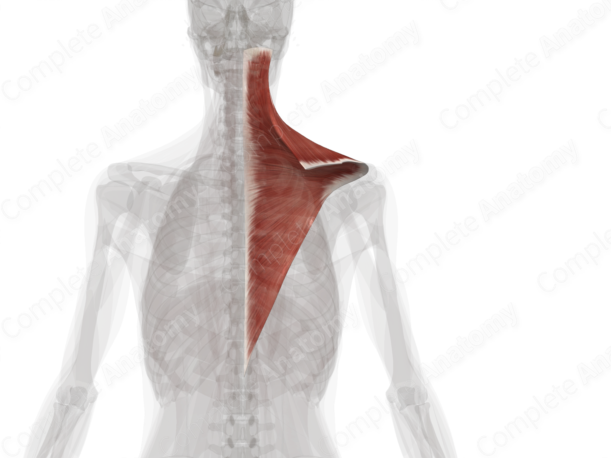 Trapezius Muscle (Human Anatomy): Image, Functions, Diseases and Treatments