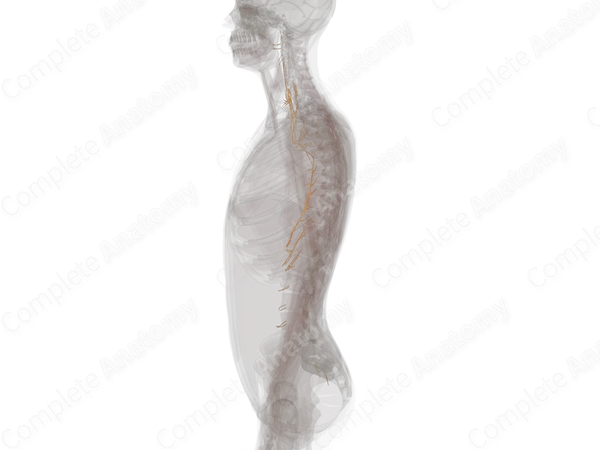 Sympathetic Nerves