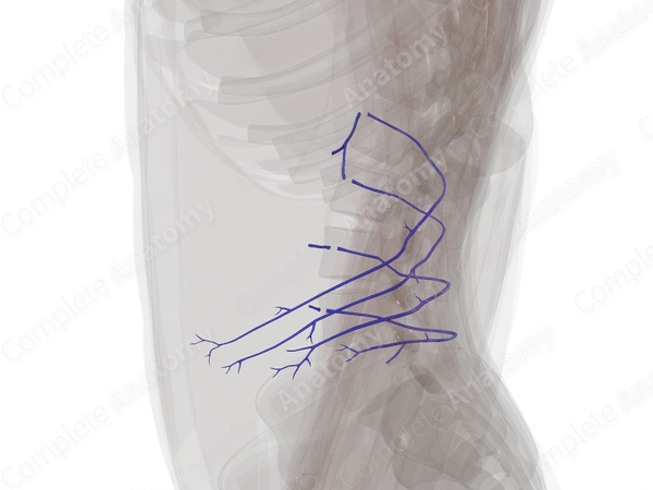 Lumbar Veins (Left)