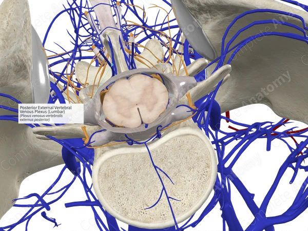 Posterior External Vertebral Venous Plexus (Lumbar)
