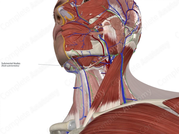 Submental Nodes