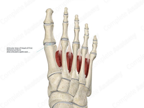 Articular Area of Head of First Metatarsal Bone 