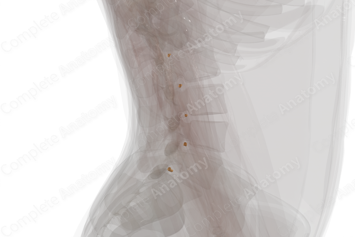 Lumbar Nerves (Left)