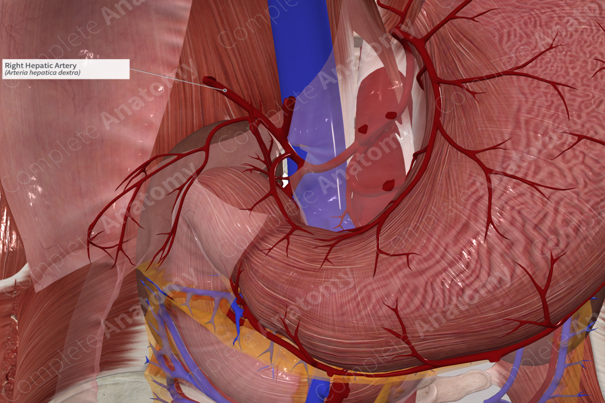 Right Hepatic Artery