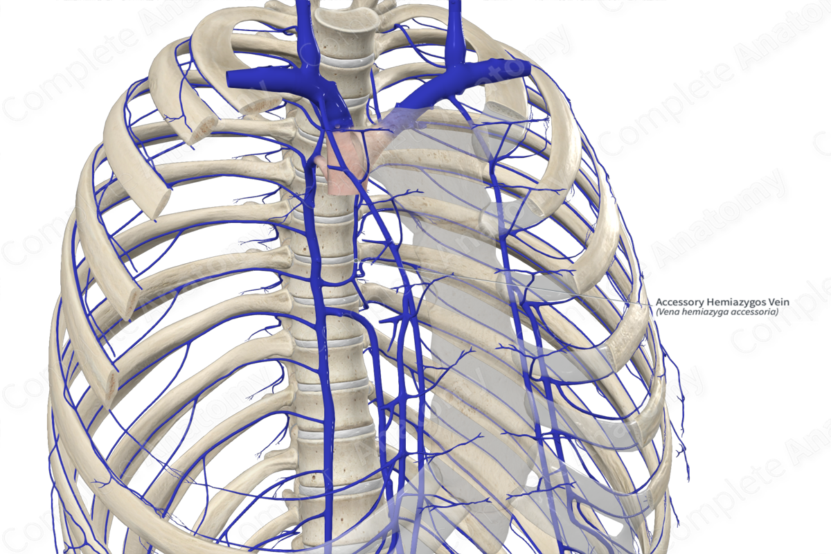 Accessory Hemiazygos Vein