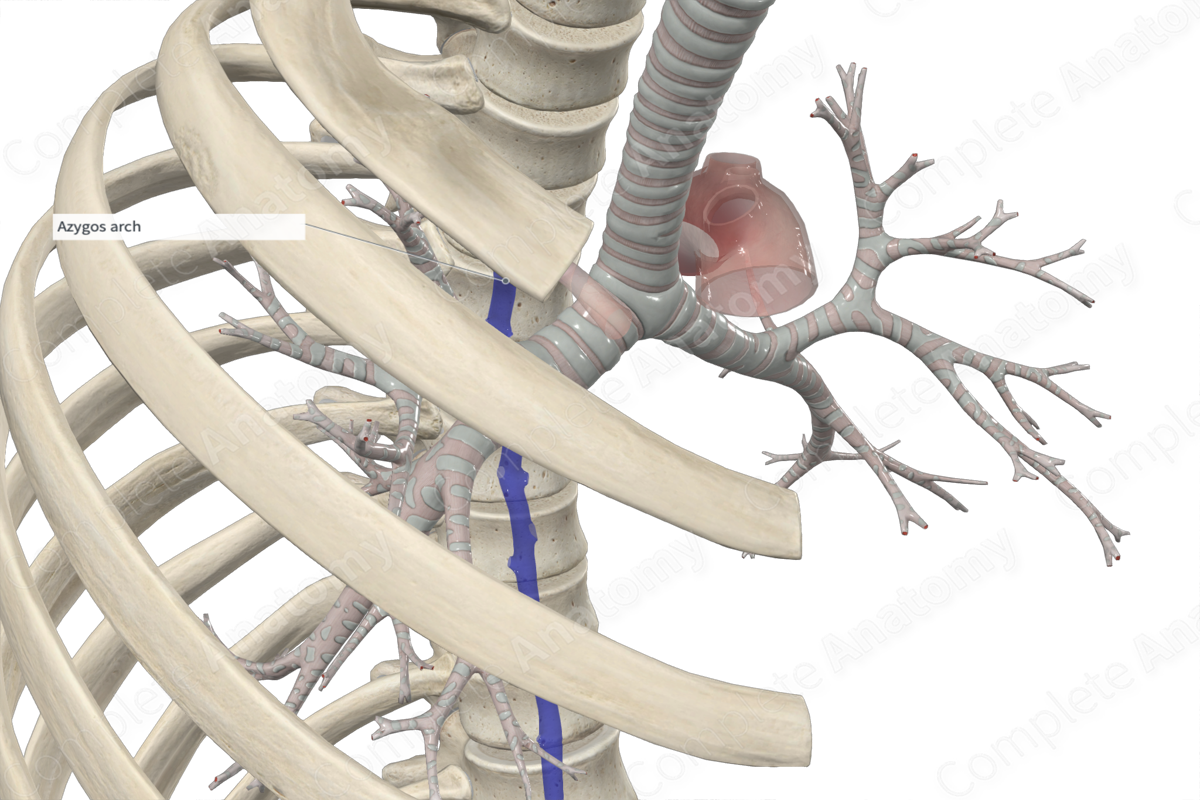 Azygos Vein | Complete Anatomy