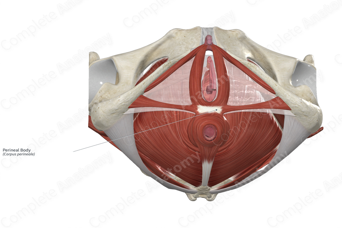 Perineal Body