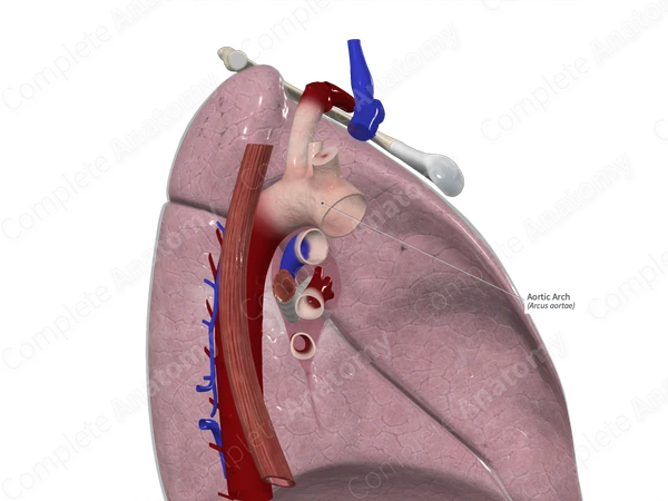 Aortic Arch