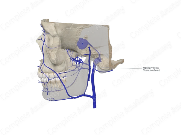 Maxillary Veins