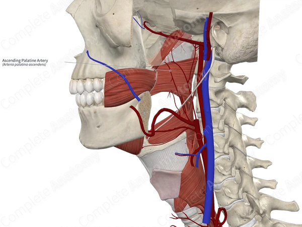 Ascending Palatine Artery
