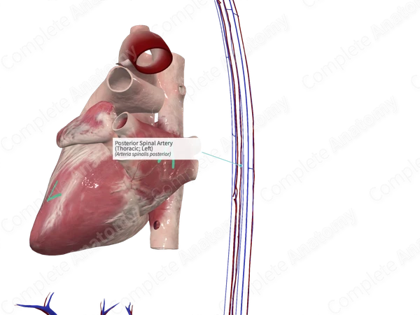 Posterior Spinal Artery (Thoracic; Left)