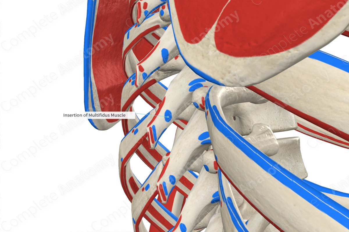 Insertion Of Multifidus Muscle Complete Anatomy 7314